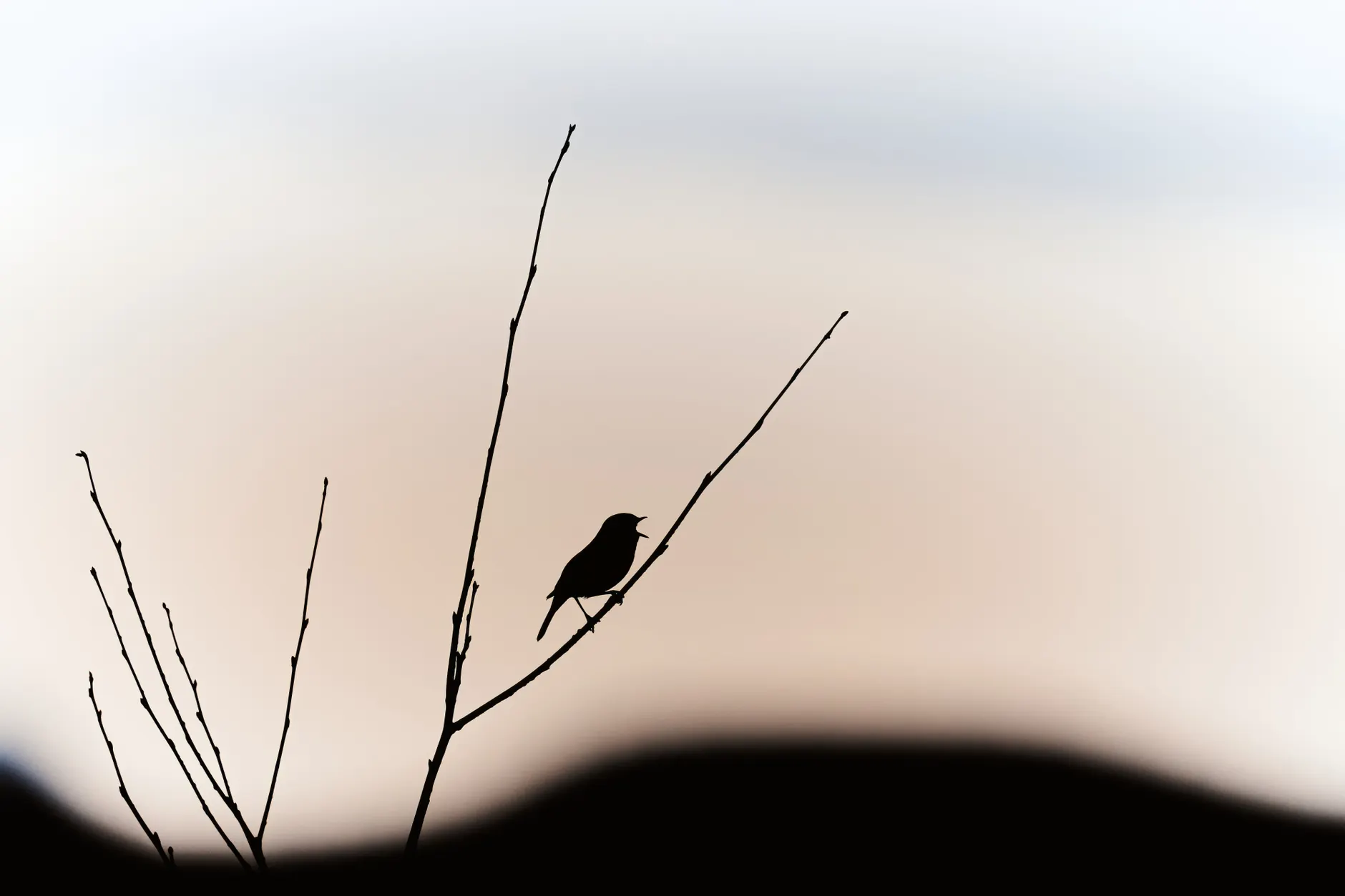 A bird silhouette perches on a bare branch against a soft sunset background.