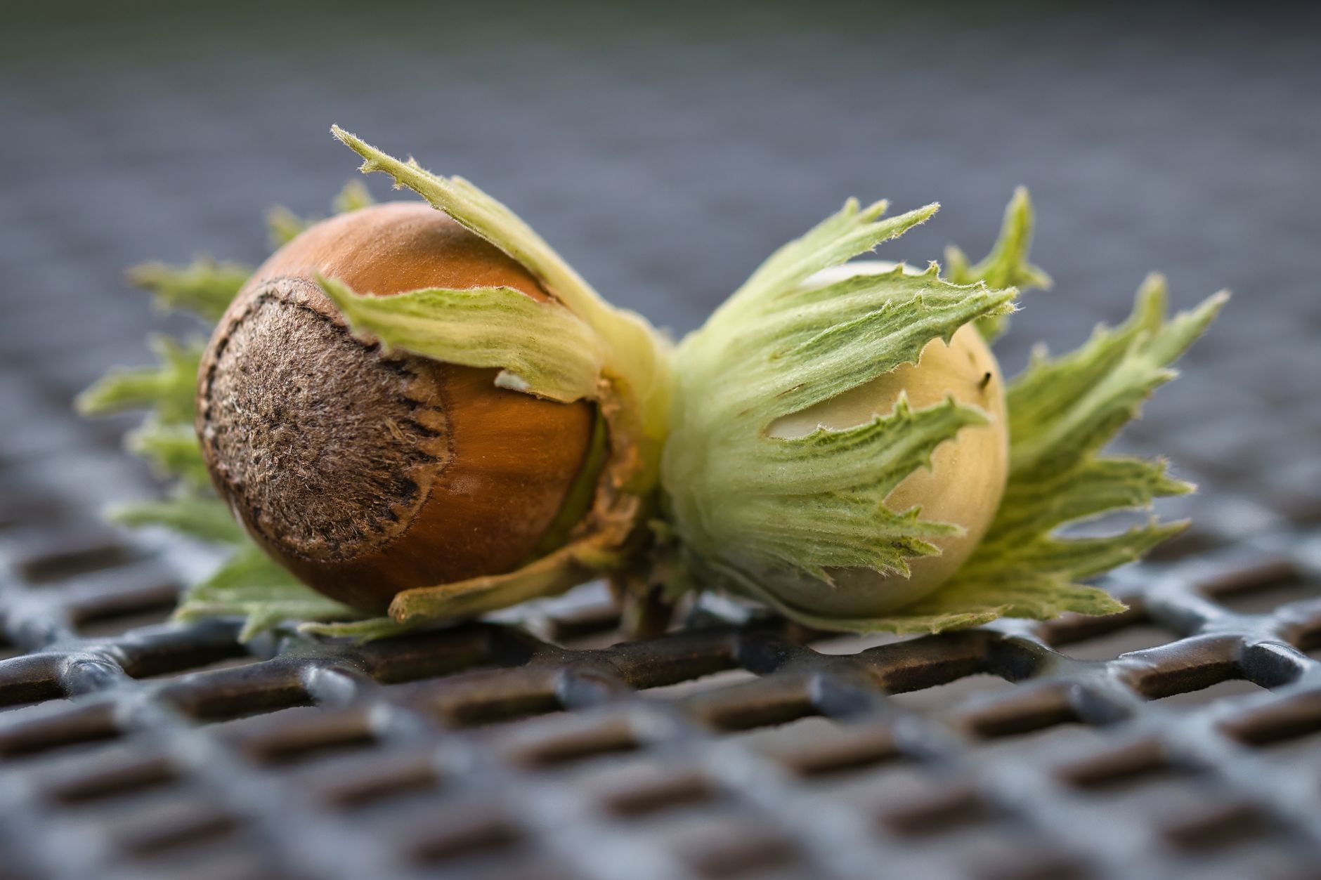 Detailed close-up of two hazelnuts with green husks on a textured metal surface, showcasing nature's bounty.