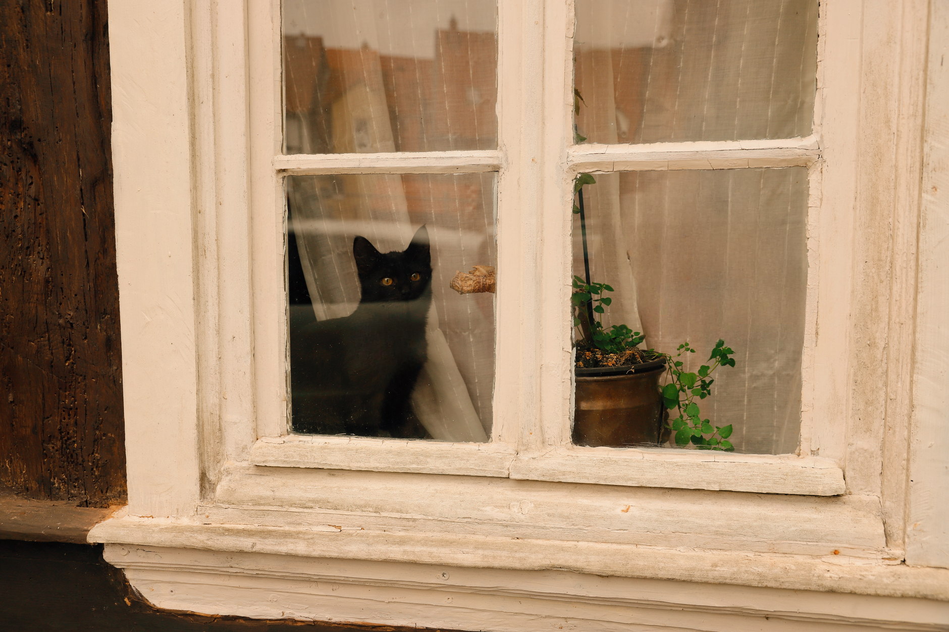 A curious black cat behind a rustic window in Hann. Münden, Germany.