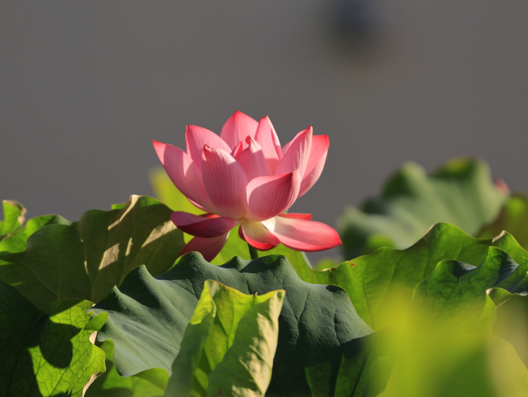 A stunning pink lotus flower blooming among lush green leaves outdoors in sunlight.
