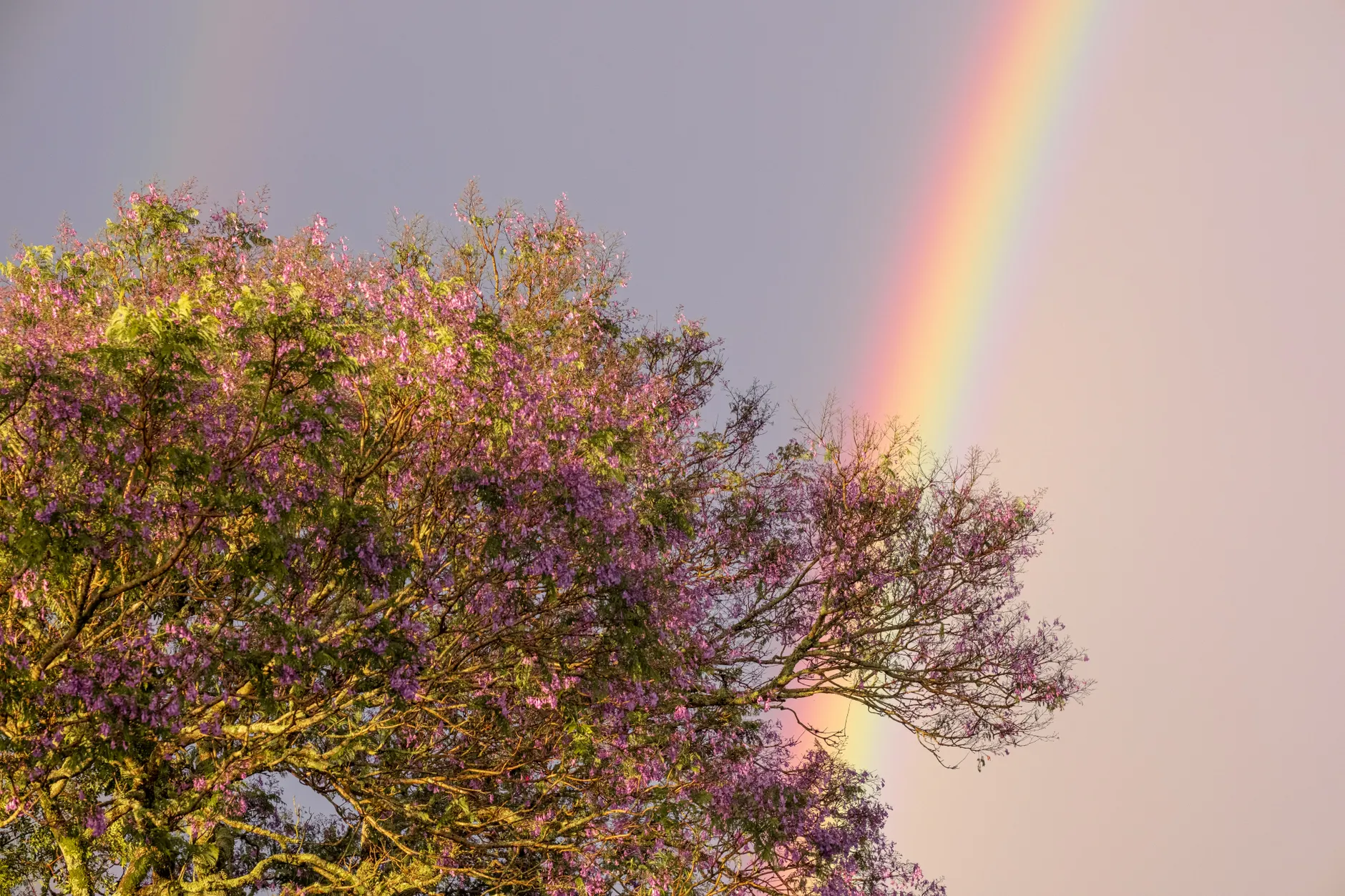 A colorful rainbow arcs above a blooming purple tree, creating a serene and vivid outdoor scene.