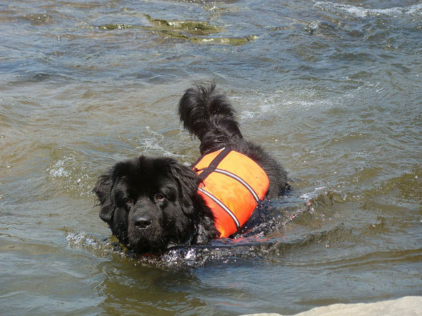 Newfoundland river rescue unit's dog in action