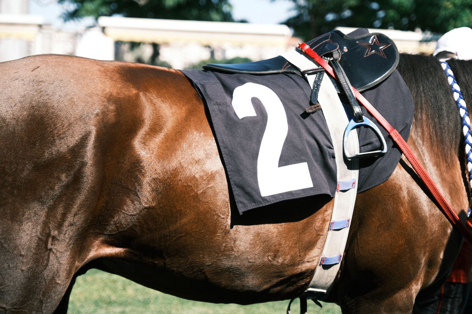 Close-up of a bay horse's side with saddle and racing number outdoors.